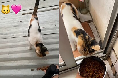 Maria passou a deixar comida para a gata.