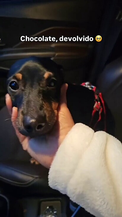 A protetora prometeu ao cão que não é tão ruim voltar ao abrigo.