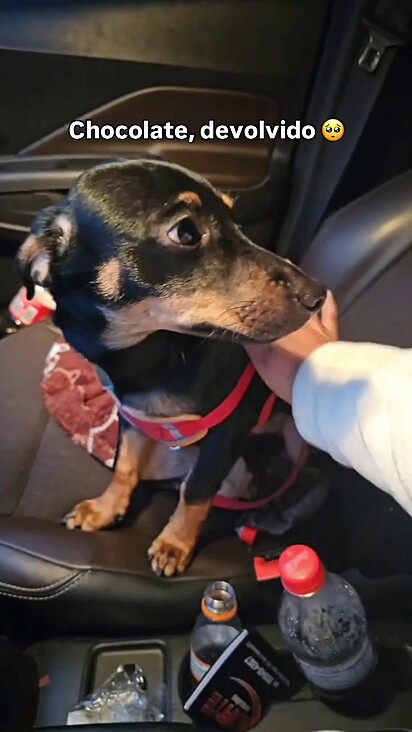Elenir foi buscar o cão pessoalmente.