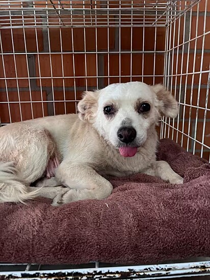 Alguns cães do abrigo não são considerados adotáveis.