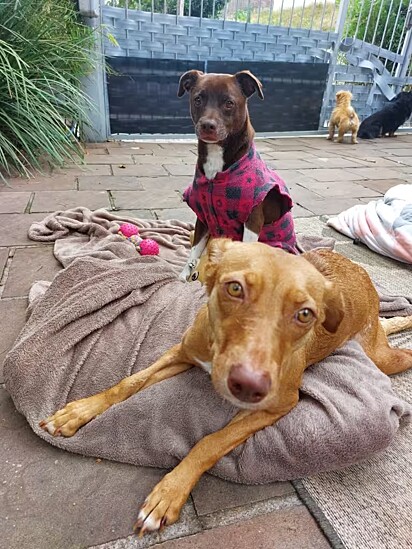 Elenir cuida de aproximadamente 100 cães.