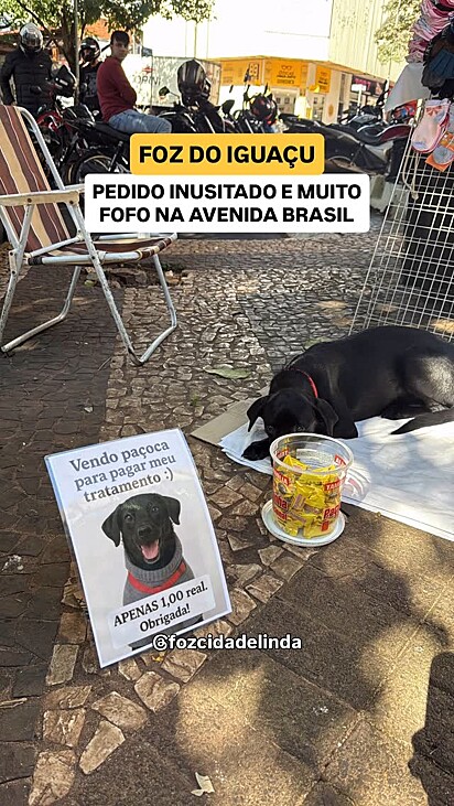O cachorrinho Theo, deitado ao lado da plaquinha, chamava a atenção de quem passava.