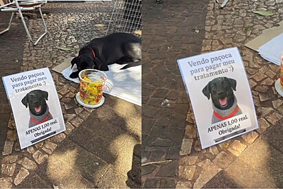 Cão vira-lata vende paçoquinhas em avenida para pagar seu tratamento e pedido fofo viraliza.