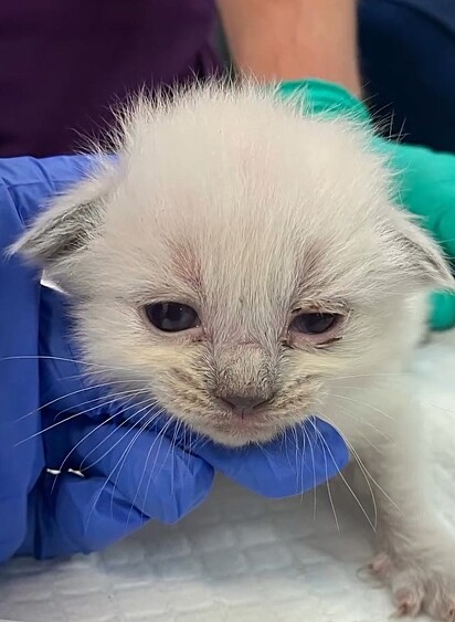 Os gatinhos foram resgatados em péssimas condições, muitos com infecções, desnutridos e infestados de pulgas.