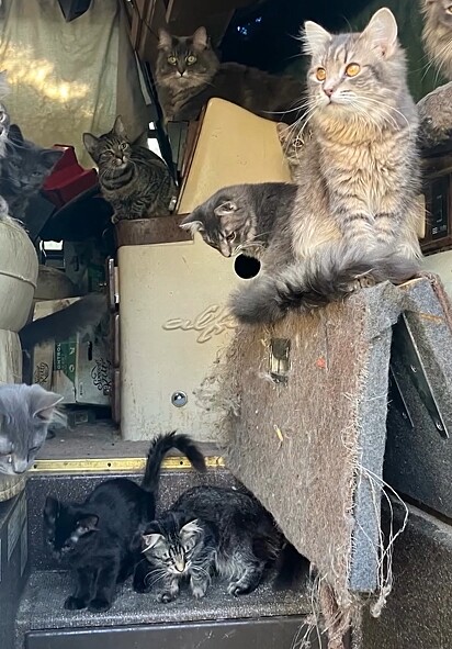 Os gatinhos eram mantidos em um espaço pequeno, sujo e sem ventilação, vivendo em meio a fezes, urina e sem os cuidados básicos.