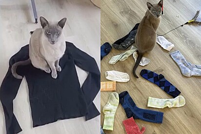 Gato aterroriza cidade por causa de vício em surrupiar roupas íntimas das pessoas: É cleptomaníaco
