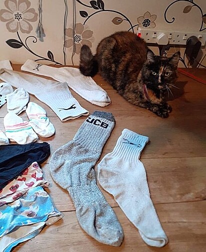 Kee Kee, uma gata que adora furtar roupas dos vizinhos.