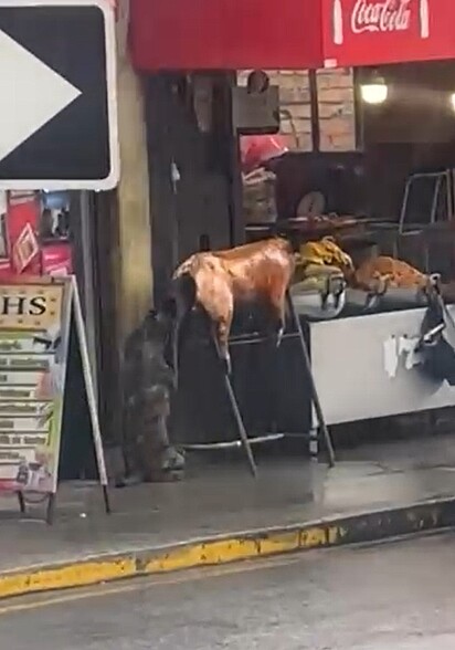 O vira-latinha se alimentando com a comida do restaurante.