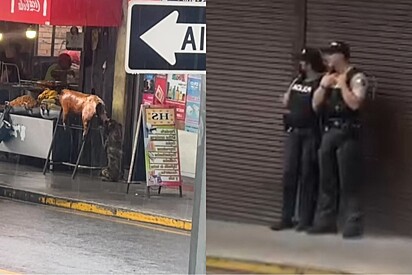 Policiais fingem não ver cachorrinho de rua furtando comida de mercado e atitude chama atenção.