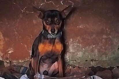 O cão foi resgatado, castrado e adotado. 
