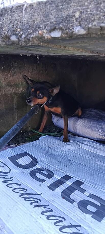 O pinscher mordia e fugia do resgate.