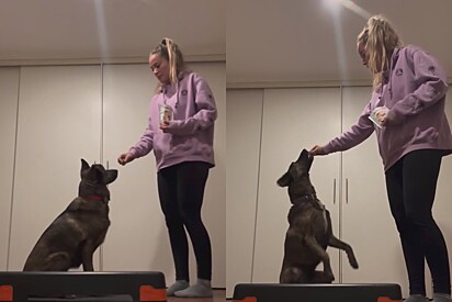 Julieta sendo treinada pela tutora.