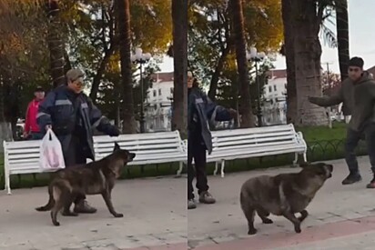 Após situação triste ocorrida na rua, cachorrinha Julieta fica traumatizada e tutora se esforça para que ela volte a ser feliz