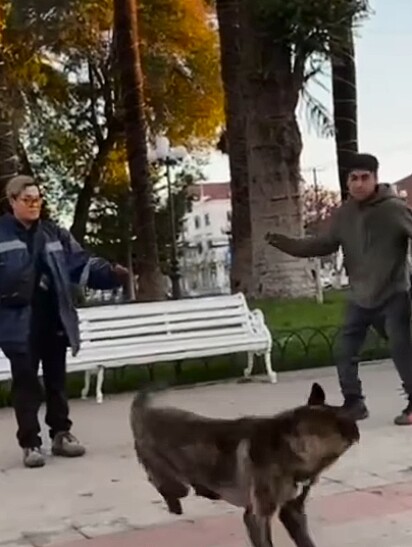 Em 2023, a cachorrinha foi cruelmente apedrejada.
