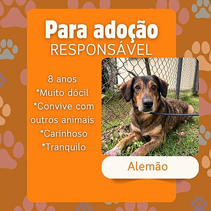 Alemão ainda está disponível para adoção.