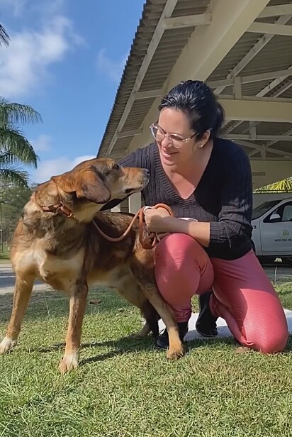 Alemão é um cão de 8 anos que está a procura de um lar.