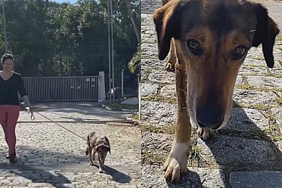 Após passar quase 3000 dias em abrigo, cão simpático entristece por nunca ter recebido nenhum interessado