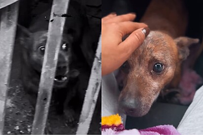 Após viver a vida todo em espaço minúsculo cão idoso é libertado e tem reação emocionante ao receber carinho.