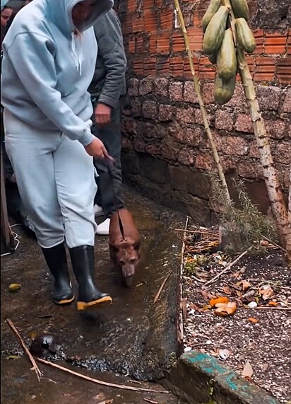 O cachorrinho Lupin foi resgatado de uma vida triste de confinamento e abandono.