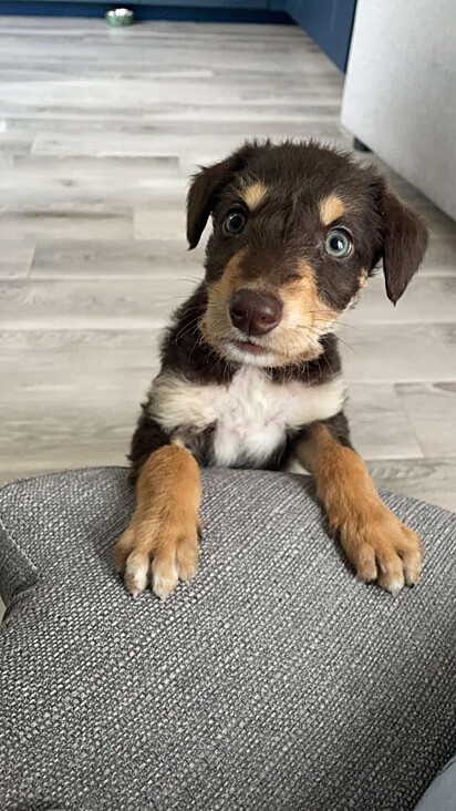 O cachorro Rolo quando filhote.
