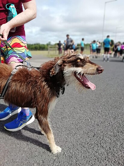 O cachorro Rolo chama a atenção por onde passa.