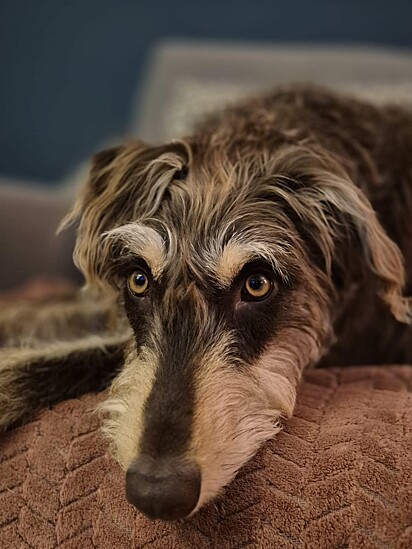 O cachorro Rolo cresceu e ficou com uma aprência única.
