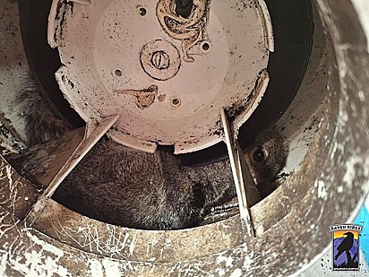 O homem notou um rabo peludo saindo de entre as pás do ventilador.