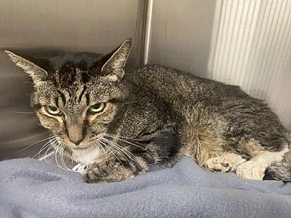 O felino está se recuperando. 