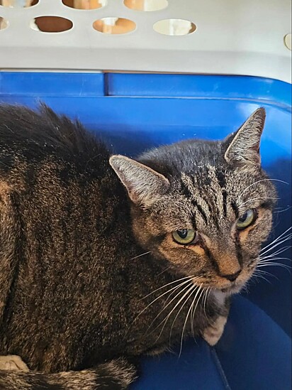 O gato estava dentro do compartimento do forno.