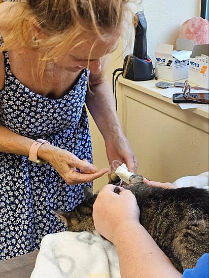 O gato foi levado imediatamente ao hospital veterinário.