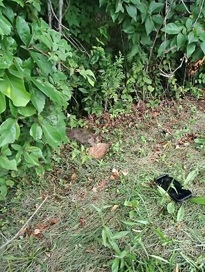 A gatinha foi encontrada à beira da estrada.