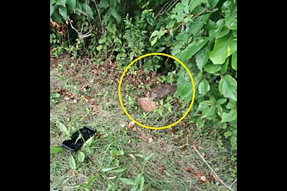 Motoristas escutam gritos na rodovia e descobrem pequeno animal pedindo socorro.