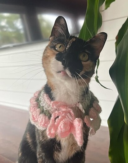 Puddles, uma gatinha tricolor que é neurodivergente. 