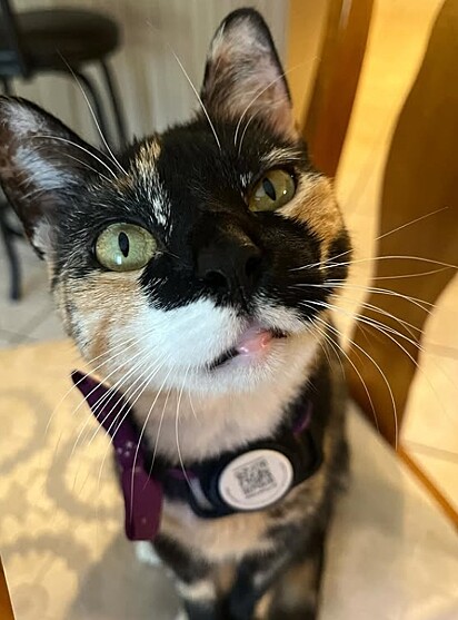 Apesar das limitações, a gatinha vive com alegria.