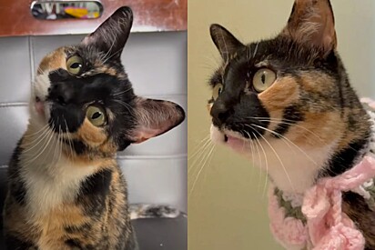Dois veterinários achavam que esta gata era surda — eles estavam errados.