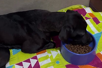 A cachorrinha ganhou um lar e um irmão canino igual a ela.