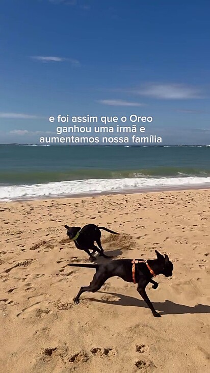 Oreo e Milka são idênticos.