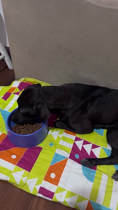 A cachorrinha saiu das ruas.
