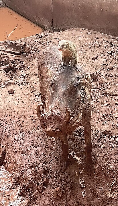 Timão e Pumba da vida real.