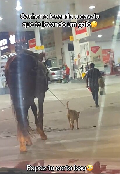 Beatriz Galiano filmou a cena dos animais e compartilhou nas suas redes sociais.