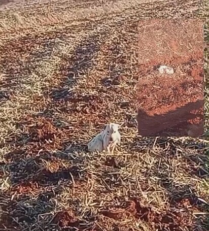 Um filhote de pitbull foi abandonado na plantação.