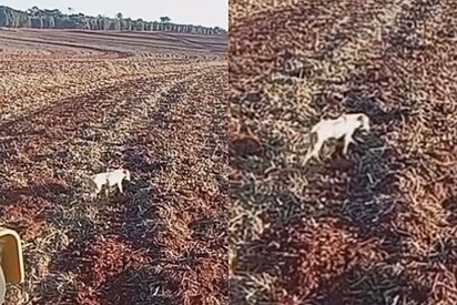 De cima do trator homem avista pitbull deitado sem esperanças no meio de plantação e resolve tomar atitude