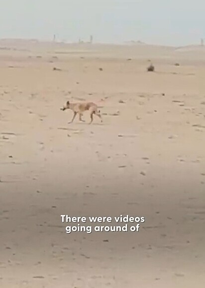 A cachorrinha foi vista vagando sozinha no deserto.