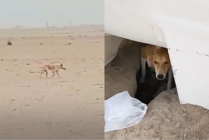 Vira-lata caramelo abandonado no deserto cava buraco na areia para proteger seu bem mais precioso.