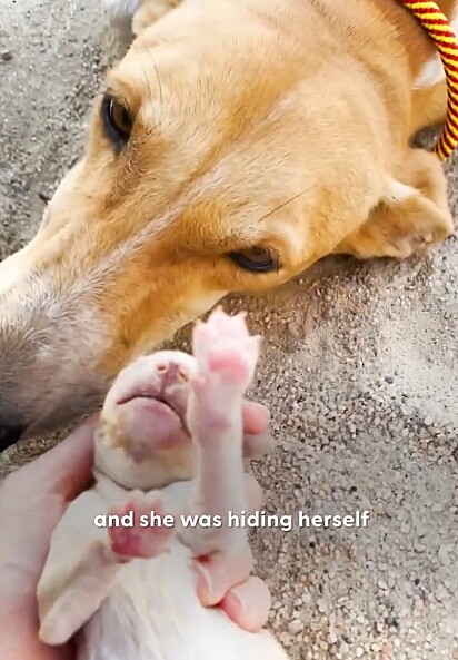 Os socorristas descobriram que a cachorrinha estava protegendo sua ninhada.