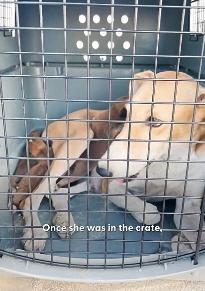 A família canina foi resgatada e não demorou para ser adotada.