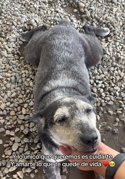 A cachorrinha idosa teve um recomeço ao lado da equipe médica do Posto Rural de Saúde Luz y Vida.
