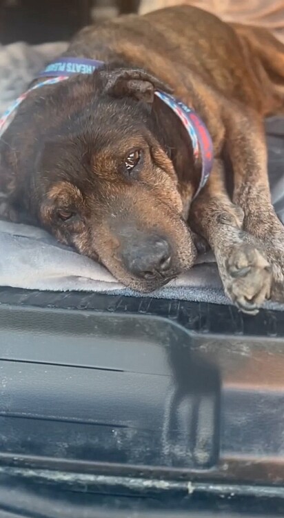O cachorro Duke foi abandonado aos 20 anos de idade.