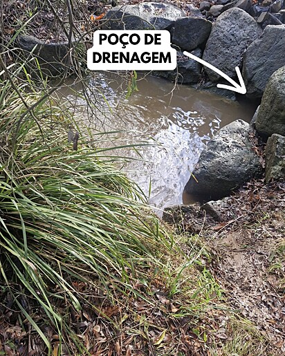 O canguru ferido havia se arrastado até um poço de drenagem.