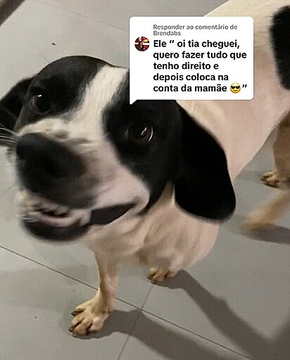 Boris chegou todo sorridente no pet shop.